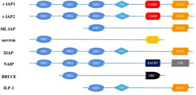 ILP-2: A New Bane and Therapeutic Target for Human Cancers